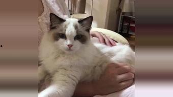 猫咪在线高清国产,猫咪在线高清，带你领略国产动画魅力