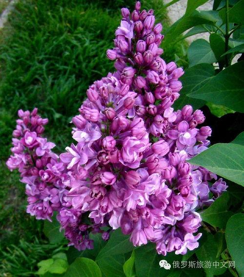 丁香六月国产在线综合,丁香六月，精彩纷呈的在线综合视听体验