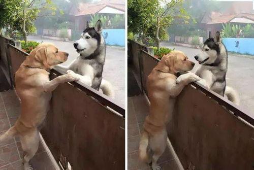 国产偷拍色狗在线视频,暗流涌动的网络隐秘世界