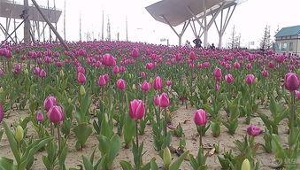 灯草社区在线国产视,国产视频新势力，引领潮流的在线视听盛宴